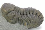 Large, Bumpy Morocops Trilobite - Morocco #356941-1